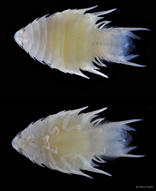 Cymothoa pulchrum