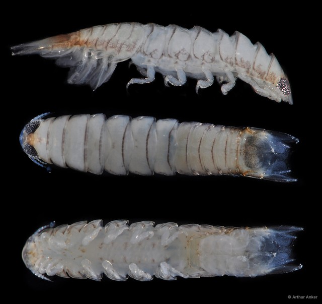 Cymothoa pulchrum