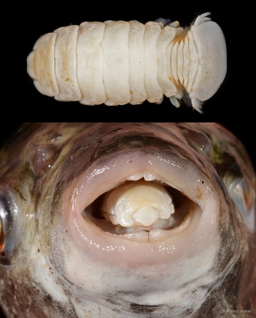 Cymothoa pulchrum