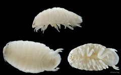 Cymothoa rhina • © Rene Ong • All Rights Reserved