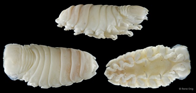 Cymothoa rhina