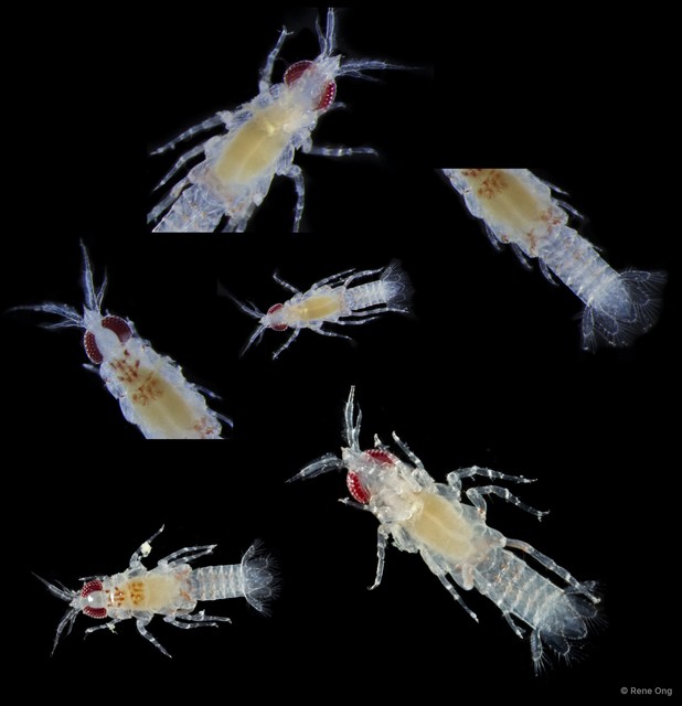 Gnathiidae sp. "7251c68e" • © Rene Ong • All Rights Reserved