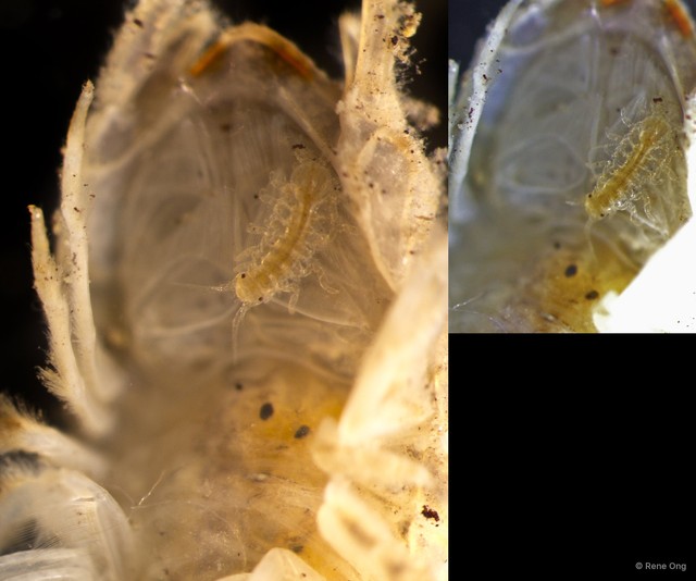 Iais sp. "cf. singaporensis"