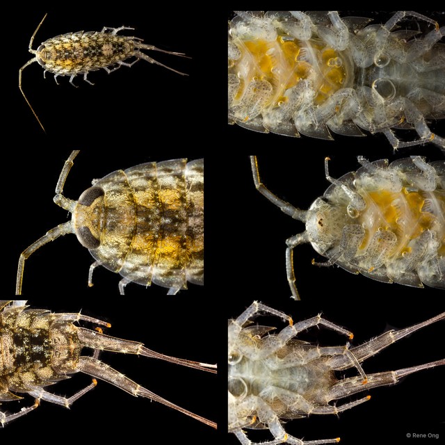 Ligia sp. "1" • © Rene Ong • All Rights Reserved