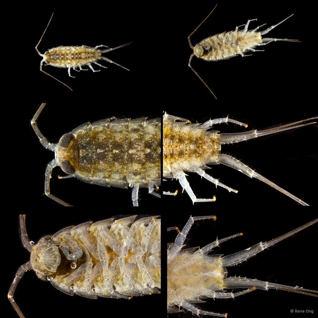 Ligia sp. "2" • © Rene Ong • All Rights Reserved