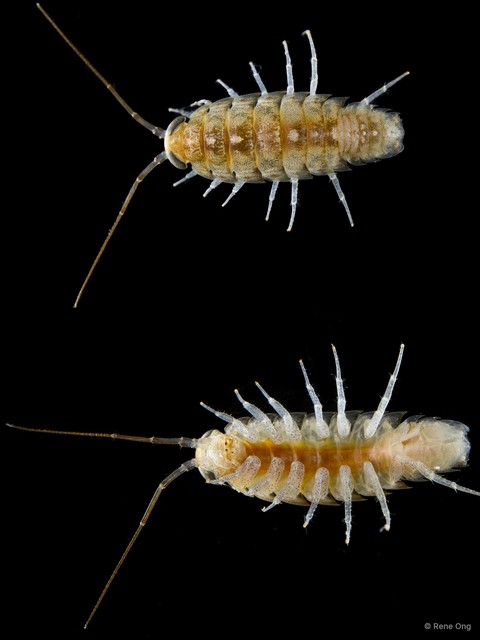 Ligia sp. "3" • © Rene Ong • All Rights Reserved