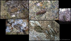 Ligia sp. "f050e15f"