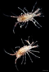 Santia sp. "2"
