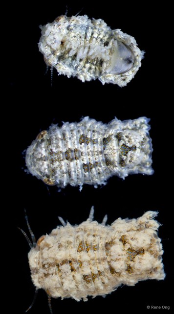 Sphaeromatidae sp. "1" • © Rene Ong • All Rights Reserved