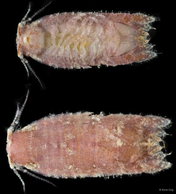 Sphaeromatidae sp. "10" • © Rene Ong • All Rights Reserved