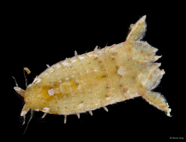 Sphaeromatidae sp. "12" • © Rene Ong • All Rights Reserved