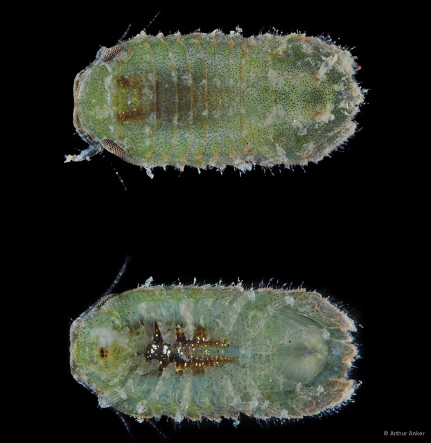 Sphaeromatidae sp. "13" • © Arthur Anker • All Rights Reserved