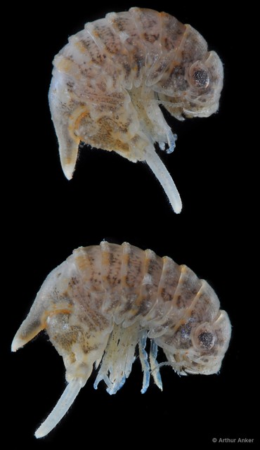 Sphaeromatidae sp. "14" • © Arthur Anker • All Rights Reserved