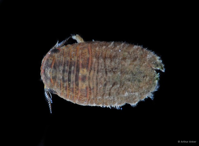 Sphaeromatidae sp. "15" • © Arthur Anker • All Rights Reserved