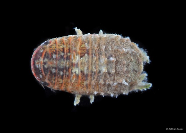 Sphaeromatidae sp. "16" • © Arthur Anker • All Rights Reserved