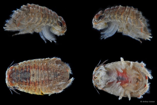 Sphaeromatidae sp. "17" • © Arthur Anker • All Rights Reserved