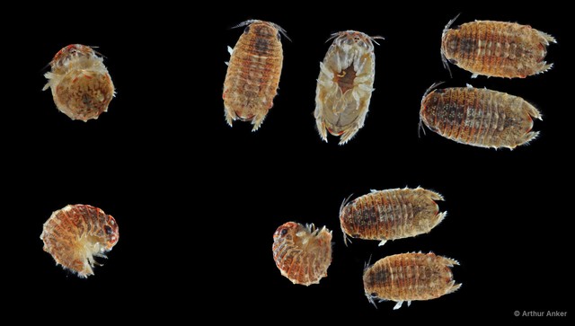 Sphaeromatidae sp. "18" • © Arthur Anker • All Rights Reserved
