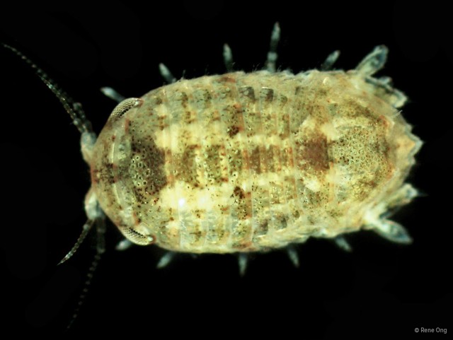 Sphaeromatidae sp. "19" • © Rene Ong • All Rights Reserved