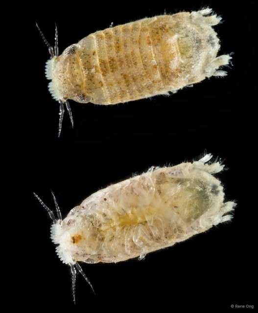 Sphaeromatidae sp. "20" • © Rene Ong • All Rights Reserved