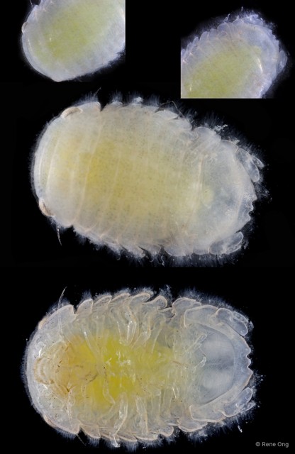Sphaeromatidae sp. "21" • © Rene Ong • All Rights Reserved