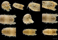 Sphaeromatidae sp. "24"