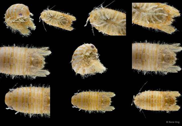Sphaeromatidae sp. "24" • © Rene Ong • All Rights Reserved