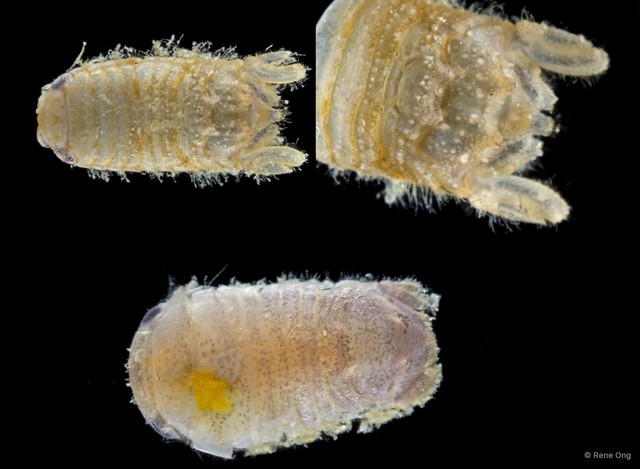 Sphaeromatidae sp. "25" • © Rene Ong • All Rights Reserved