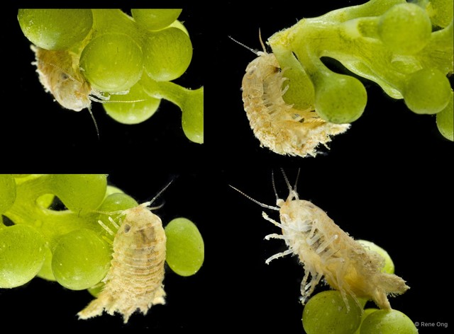 Sphaeromatidae sp. "27" • © Rene Ong • All Rights Reserved