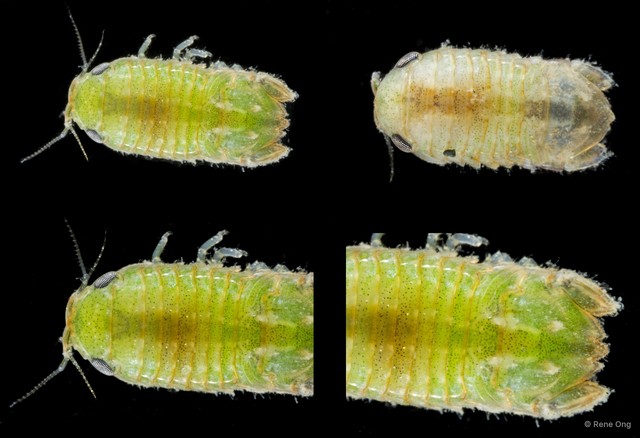 Sphaeromatidae sp. "28" • © Rene Ong • All Rights Reserved