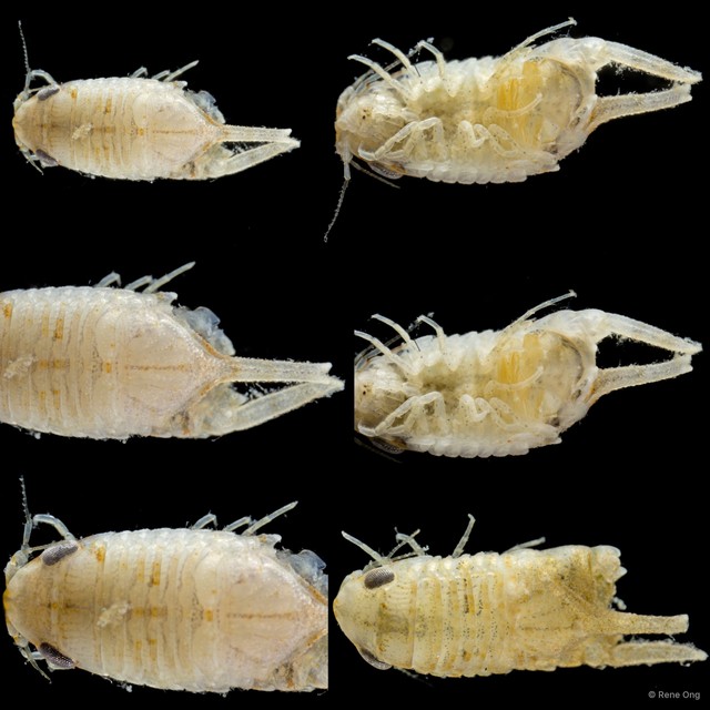 Sphaeromatidae sp. "29" • © Rene Ong • All Rights Reserved