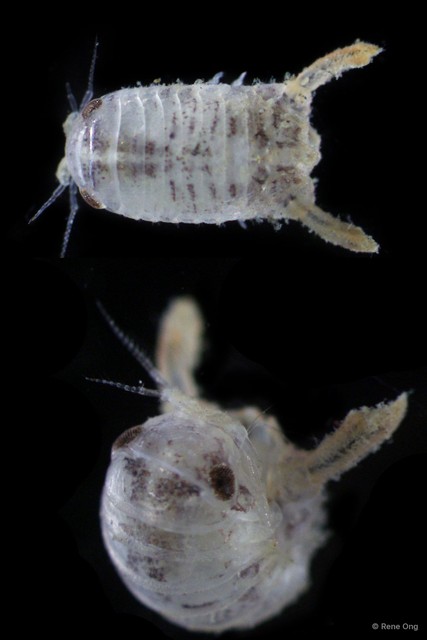 Sphaeromatidae sp. "3" • © Rene Ong • All Rights Reserved