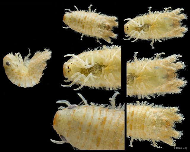 Sphaeromatidae sp. "30" • © Rene Ong • All Rights Reserved