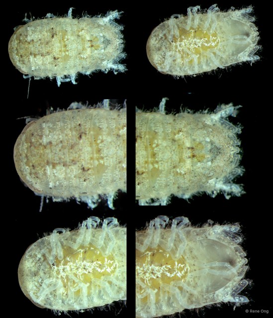 Sphaeromatidae sp. "31" • © Rene Ong • All Rights Reserved