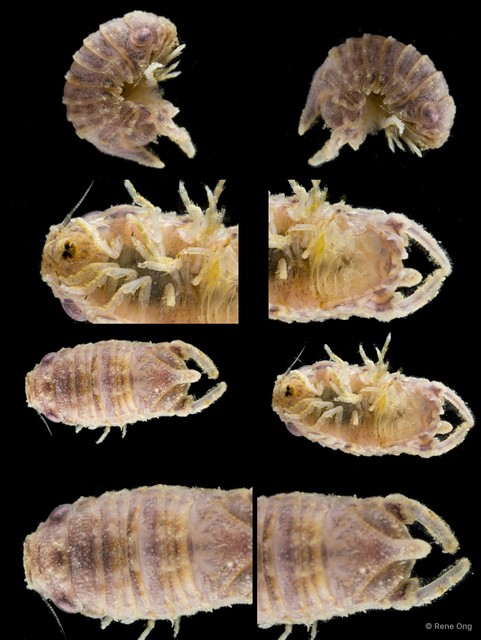 Sphaeromatidae sp. "33" • © Rene Ong • All Rights Reserved