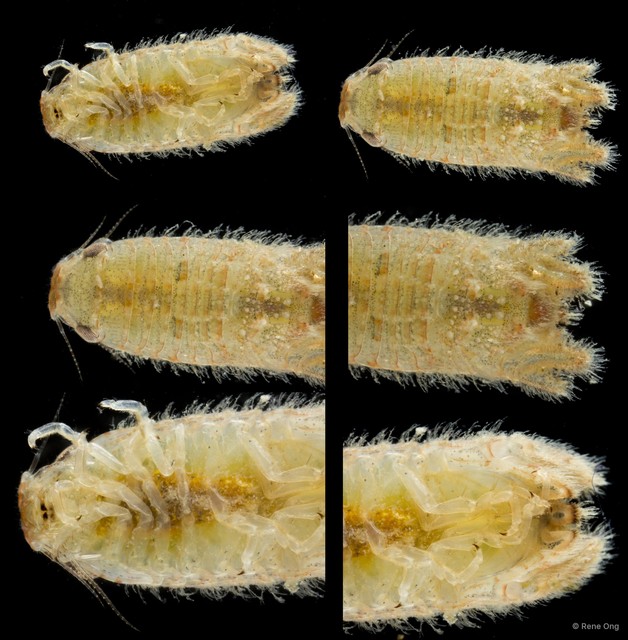 Sphaeromatidae sp. "34" • © Rene Ong • All Rights Reserved