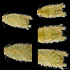 Sphaeromatidae sp. "35"