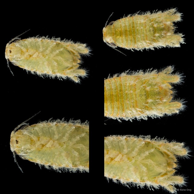 Sphaeromatidae sp. "35" • © Rene Ong • All Rights Reserved
