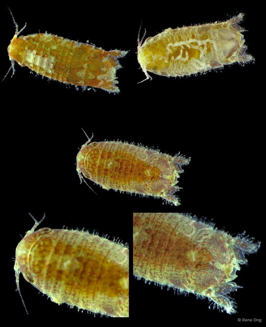 Sphaeromatidae sp. "36" • © Rene Ong • All Rights Reserved