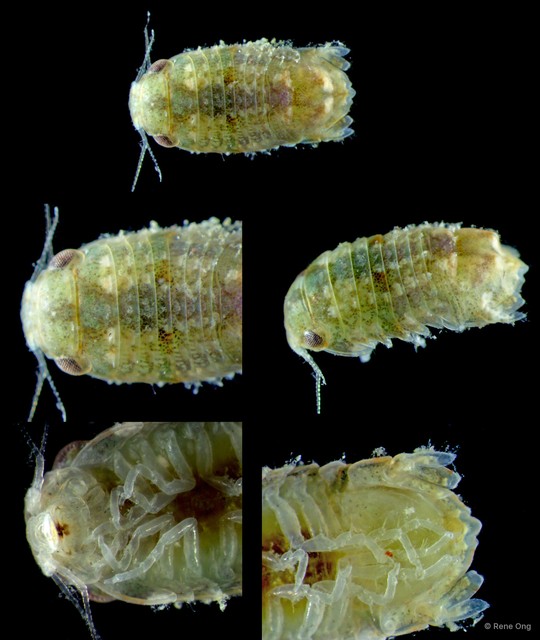 Sphaeromatidae sp. "39" • © Rene Ong • All Rights Reserved