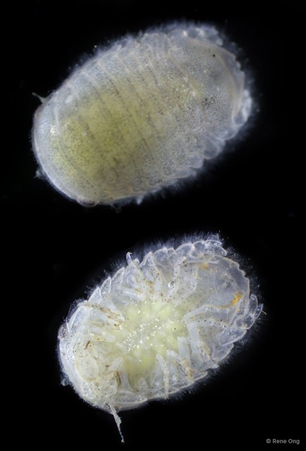 Sphaeromatidae sp. "4" • © Rene Ong • All Rights Reserved