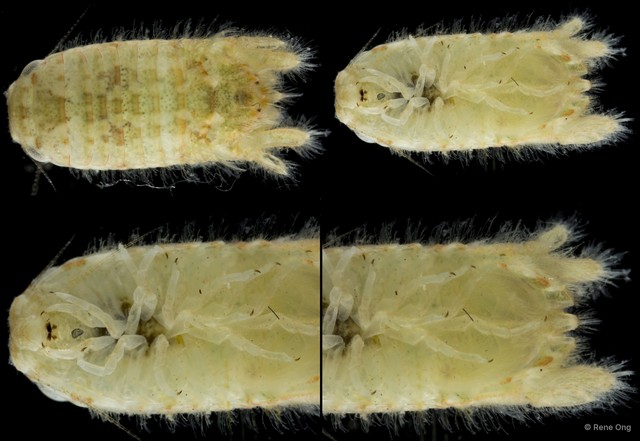 Sphaeromatidae sp. "40" • © Rene Ong • All Rights Reserved