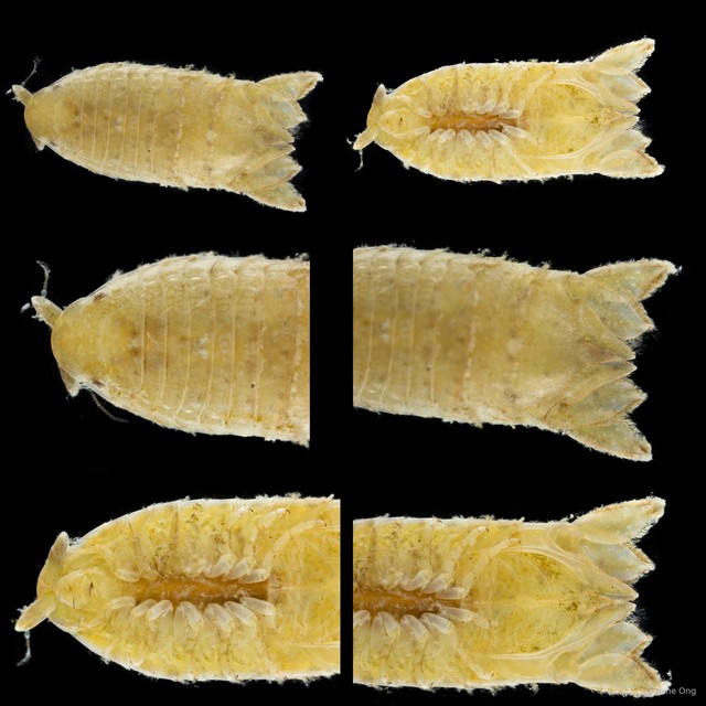 Sphaeromatidae sp. "41" • © Rene Ong • All Rights Reserved