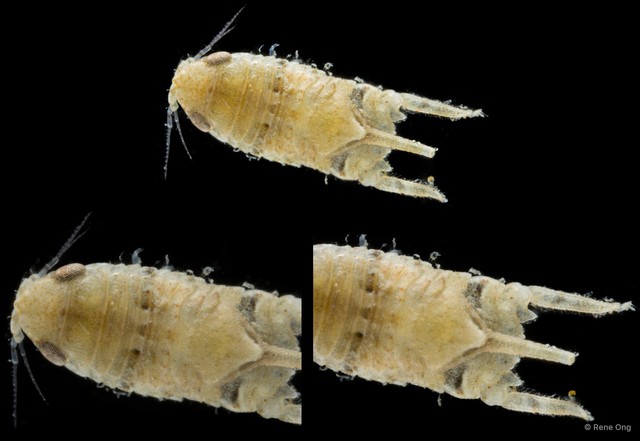 Sphaeromatidae sp. "42" • © Rene Ong • All Rights Reserved
