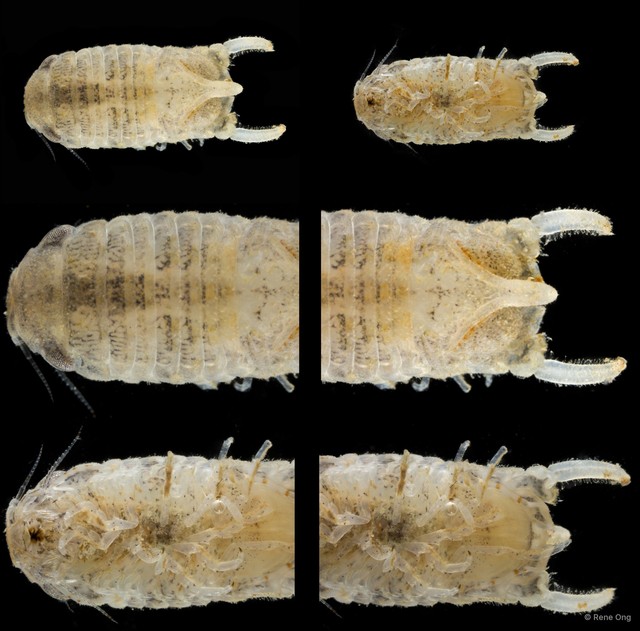 Sphaeromatidae sp. "44" • © Rene Ong • All Rights Reserved