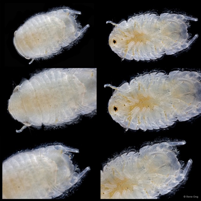 Sphaeromatidae sp. "45" • © Rene Ong • All Rights Reserved
