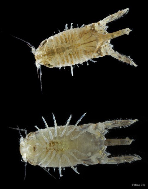 Sphaeromatidae sp. "47" • © Rene Ong • All Rights Reserved