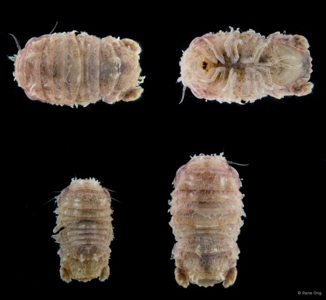 Sphaeromatidae sp. "5" • © Rene Ong • All Rights Reserved