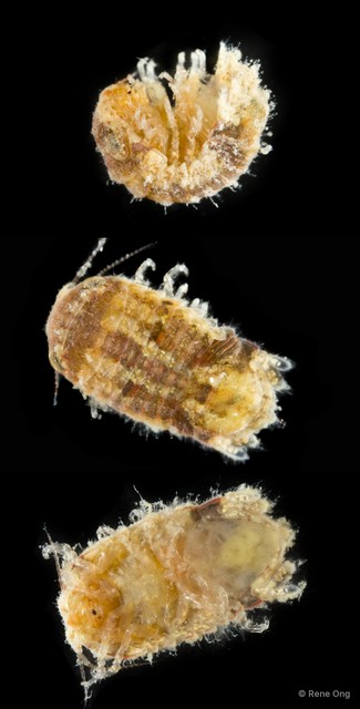 Sphaeromatidae sp. "6" • © Rene Ong • All Rights Reserved