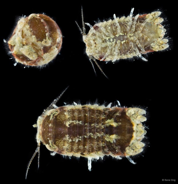 Sphaeromatidae sp. "9" • © Rene Ong • All Rights Reserved
