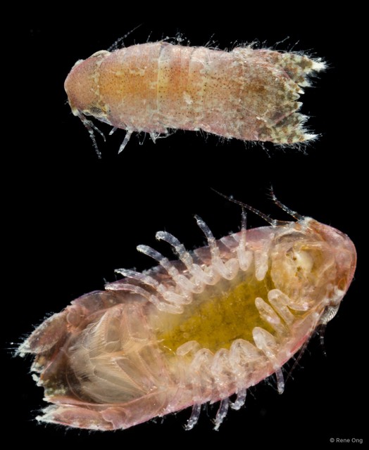 Cerceis sp. "f9edcbe4" • © Rene Ong • All Rights Reserved